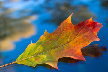 oak leaf, yellow-red-green, fallen in autumn on the windshield of a car
