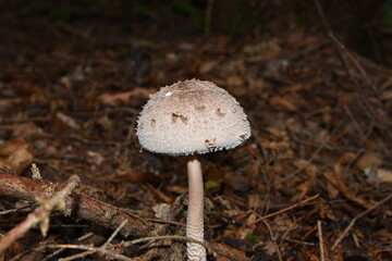 saffron schirmling parasol delicious food mushroom in the forest