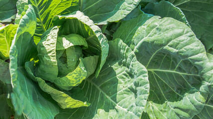 Obraz premium cabbage in the garden