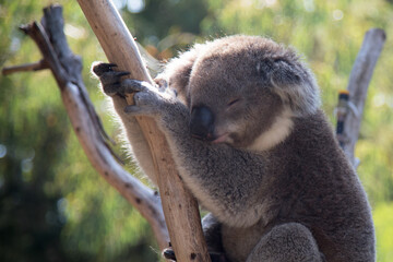 Australian Koala in a wildlife sanctuary.	