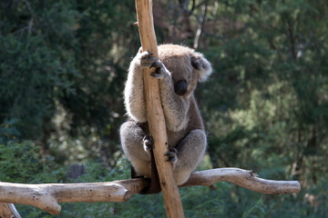 Australian Koala in a wildlife sanctuary.	