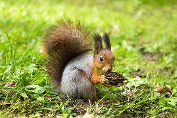 Naklejka na ściany i meble squirrel on the green grass with nuts