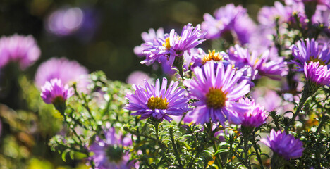 Purple in the backgrounds. A bouquet of flowers