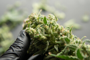 Trim before drying. Growers trim cannabis buds. Harvest weed time has come. The sugar leaves on...