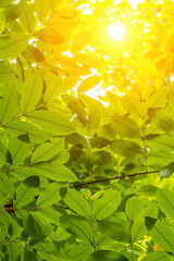 The sun shone on the green leaves