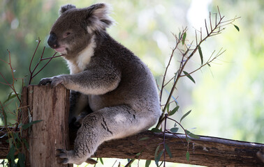 Australian Koala in a wildlife sanctuary.	