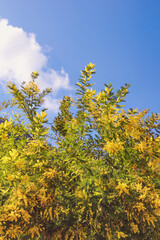 Acacia dealbata ( mimosa ) tree with bright yellow flowers against blue sky on sunny spring day