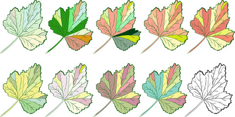 Illustration. Graphic drawing. Autumn leaves. Scheme. Close-up. White background. Can be used as a print template.