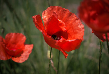 Obraz premium Red poppies in wheat field
