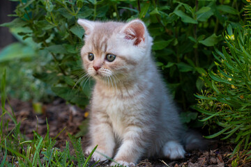 Naklejka na ściany i meble British shorthair kitten in summer on grass in the garden