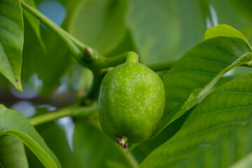 green unripe walnut on tree branches in summer on a gardening farm