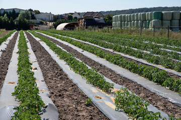 Close-up of a field cultivated in summer in the countryside