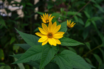 Helianthus tuberosus ornamental edible plant in bloom, yellow flowering flowers