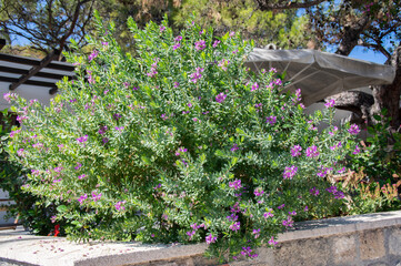 Polygala myrtifolia shrub with purple pink flowers on branches