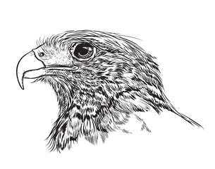 sketch of eagle