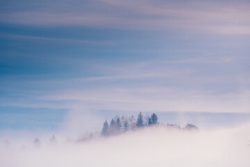 Spruce forest trees on a mountain hill sticking out through the morning fog at beautiful autumn foggy morning scenery.