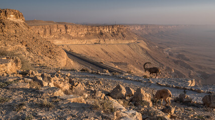 Ramon Crater (Machtesh Ramon) and ibex on road  40, as seen shortly after sunrise from the northern rock  edge of the crater,  Ramon Nature reserve, Miztpe Ramon, Negev desert, Beersheba, Israel. © MoVia1