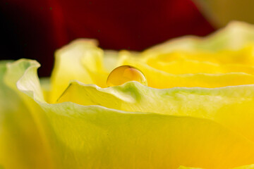 Water drops on a yellow rose