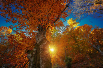 Beautiful autumn forest. Look up to the crones of yellow fall trees and bright sun between the trunks. Autumnal background.