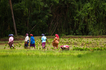 The villagers planting and seedlings rice paddy at Kerala, India
