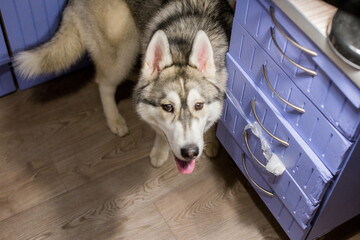 husky dog in the kitchen in the apartment
