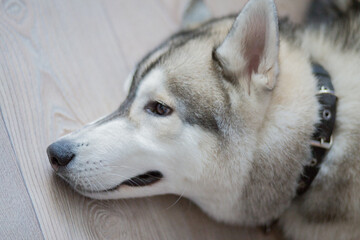 husky dog in the kitchen in the apartment