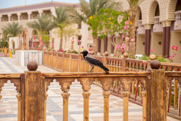 arabic decor of territory in egypt at the hotel