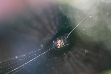 Spiral orb web in focus with spider in the center