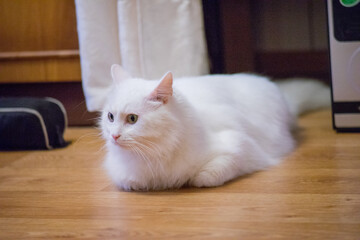Obraz premium white home fluffy cat in the apartment