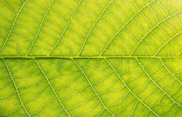 Obraz na płótnie Canvas walnut green leaf texture