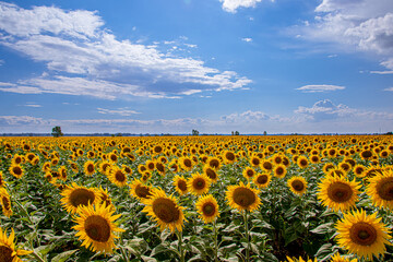 Obraz premium bright yellow sunflowers in the fields against the blue sky