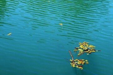 Agua de un lago con algunas ramas y plantas acuáticas donde se puede notar la textura por el movimiento