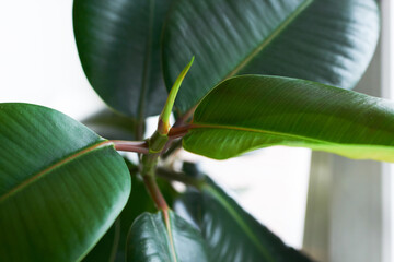 ficus plant with large green leaves deconstructive