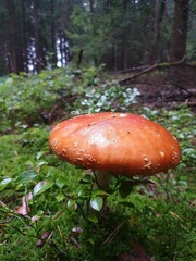 orange colored flying mushroom in the forest
