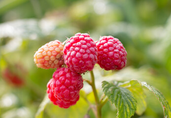 red ripe raspberry berry on a bush, harvesting in a summer garden