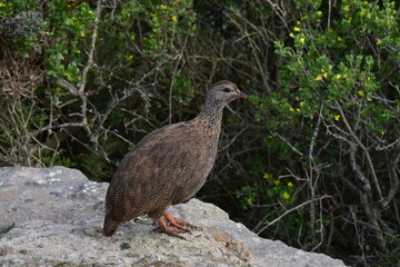 A Cape francolin perched on a stone wall with a green Milkwood as a backdrop