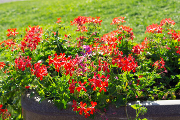 Fototapeta na wymiar Beautiful flowers in the flowerbed.