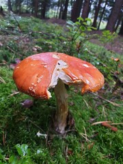 orange colored flying mushroom in the forest