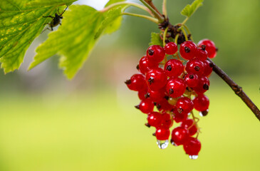 ripe ripe red currant berries hang on a bush in a summer orchard in raindrops