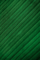Tropical palm banana leaf, dark green plant texture background