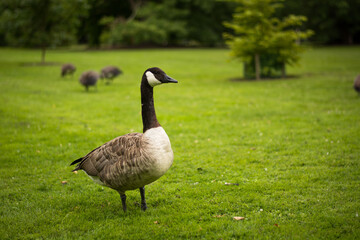 Beautiful Canada goose portrait in park	
