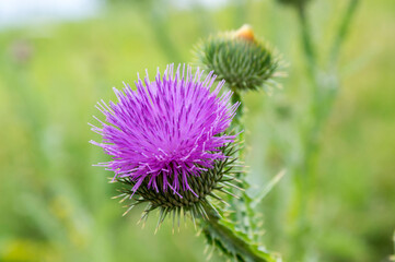Onopordum acanthium in bloom