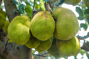Immature jackfruit
