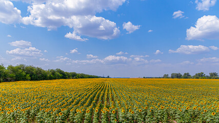 Fototapeta na wymiar bright yellow sunflowers in the fields against the blue sky
