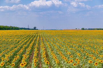 bright yellow sunflowers in the fields against the blue sky