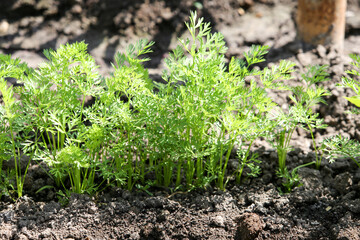 Carrots growing in the beds in the farmers. Organic agriculture, farming concept.