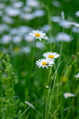 Leucanthemum vulgare meadows wild oxeye daisy flowers with white petals and yellow center in bloom, flowering beautiful plants