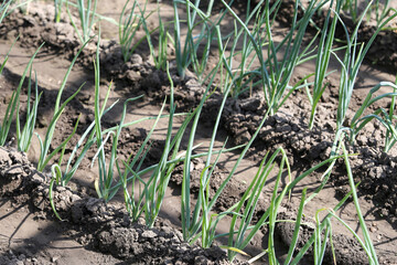 Home vegetable garden. On the bed grows green onions. Growing healthy natural food.