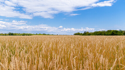 Ears of yellow wheat against a blue sky
