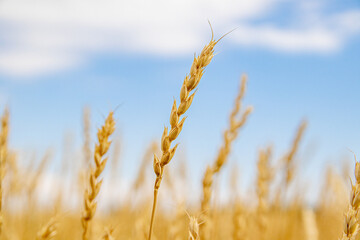Ears of yellow wheat against a blue sky